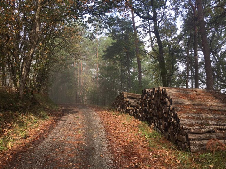 Chemin en forêt automne, avec bois coupé